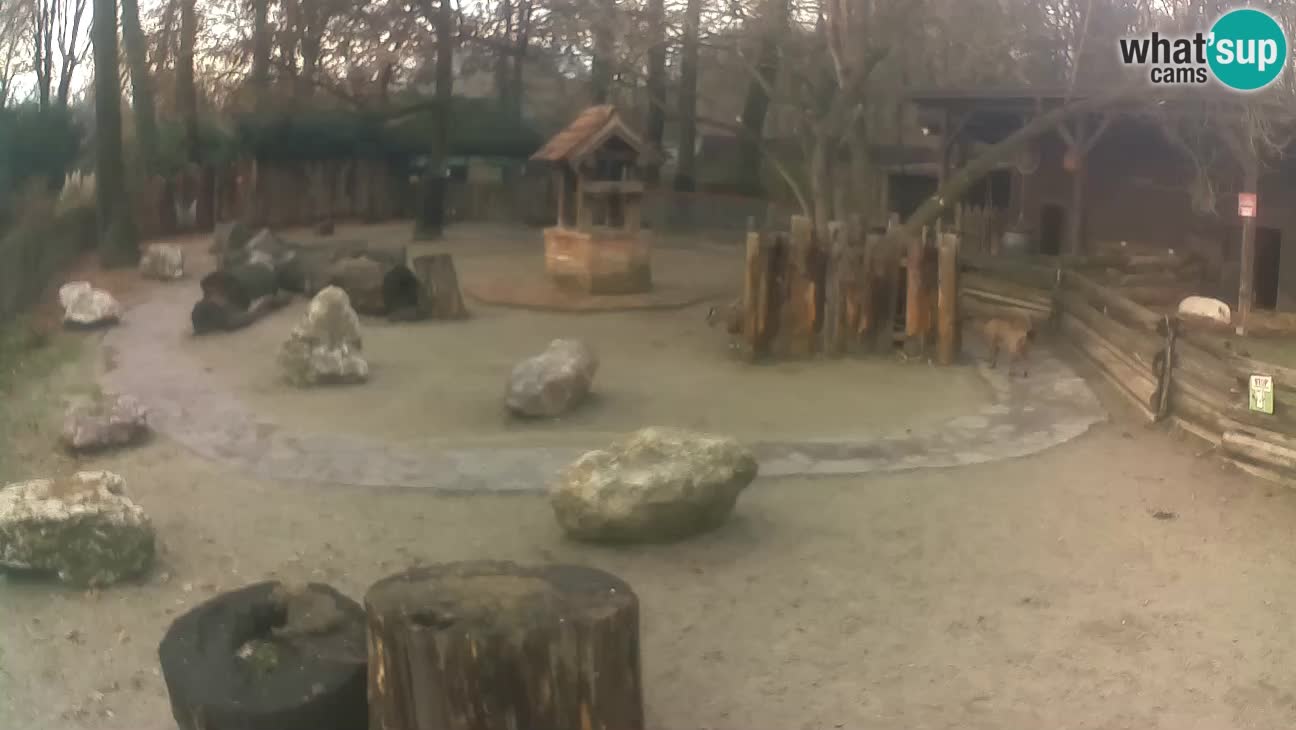 Zoo Zagreb – Haubenkapuziner