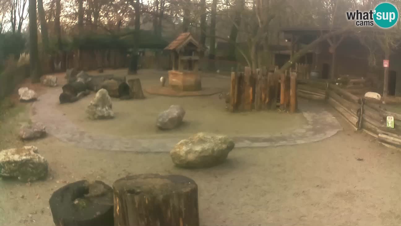 Zoo Zagreb – Rjava kapucinka