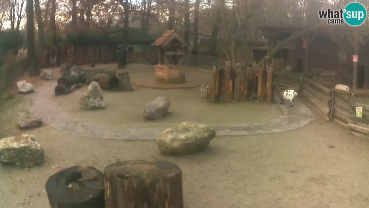 Zoo Zagreb – Haubenkapuziner