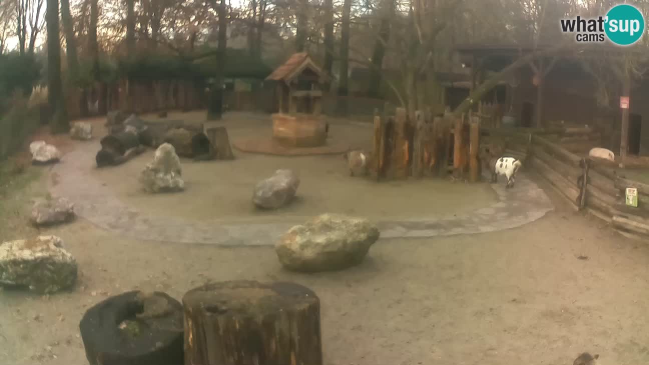 Zoo Zagreb – Haubenkapuziner