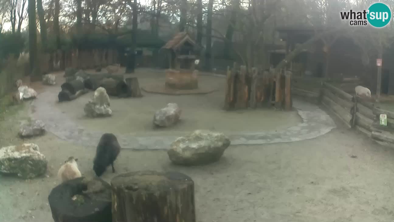 Zoo Zagreb –  Mono maicero