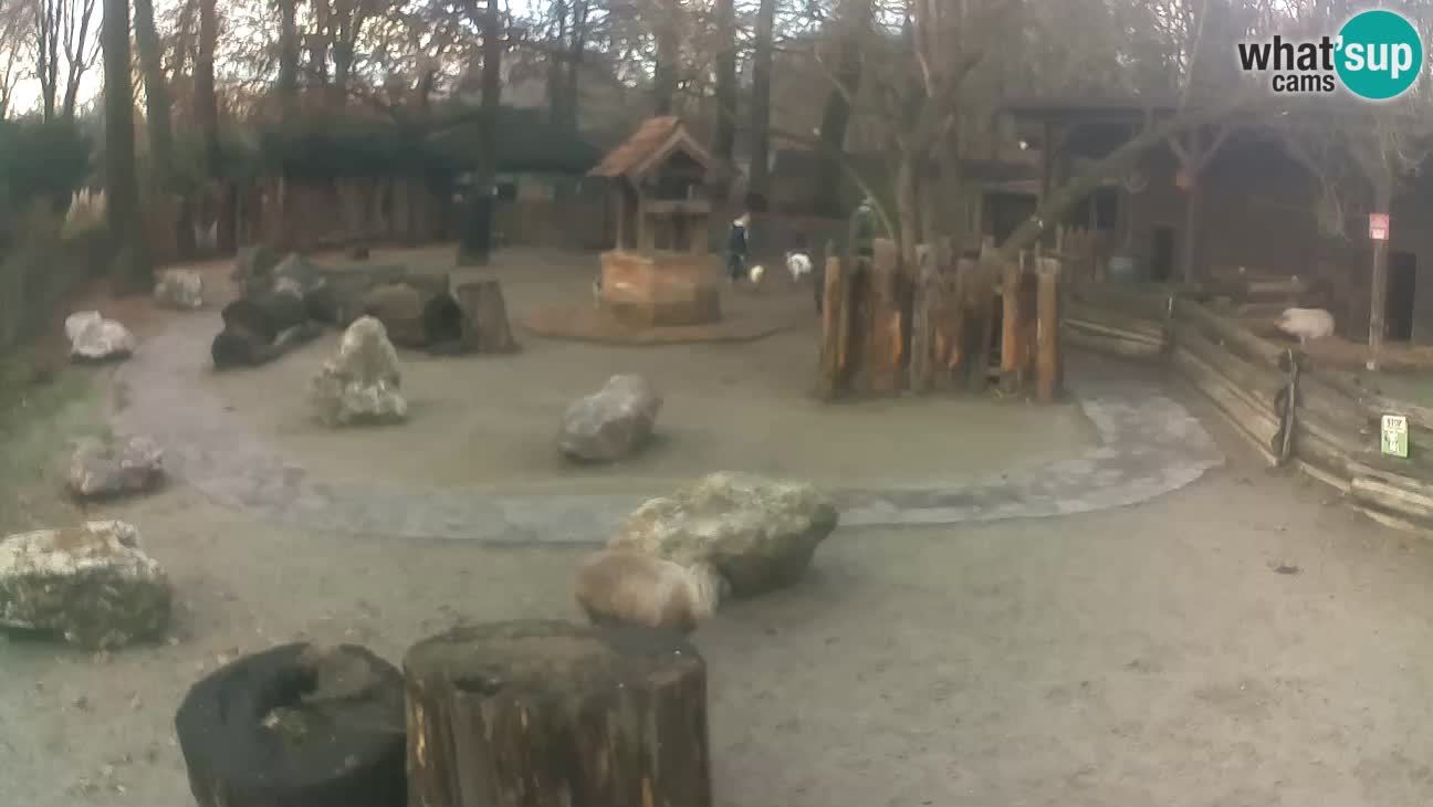 Zoo Zagreb – Haubenkapuziner