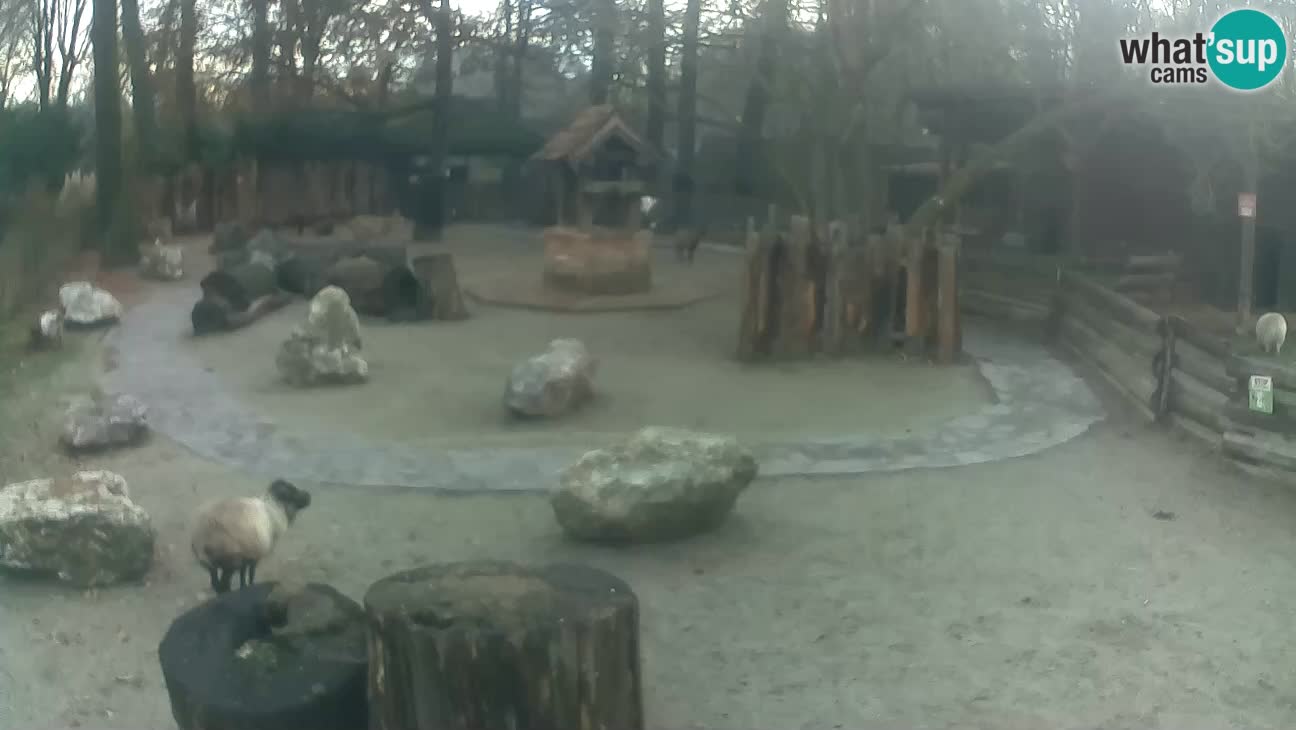 Zoo Zagreb – Rjava kapucinka