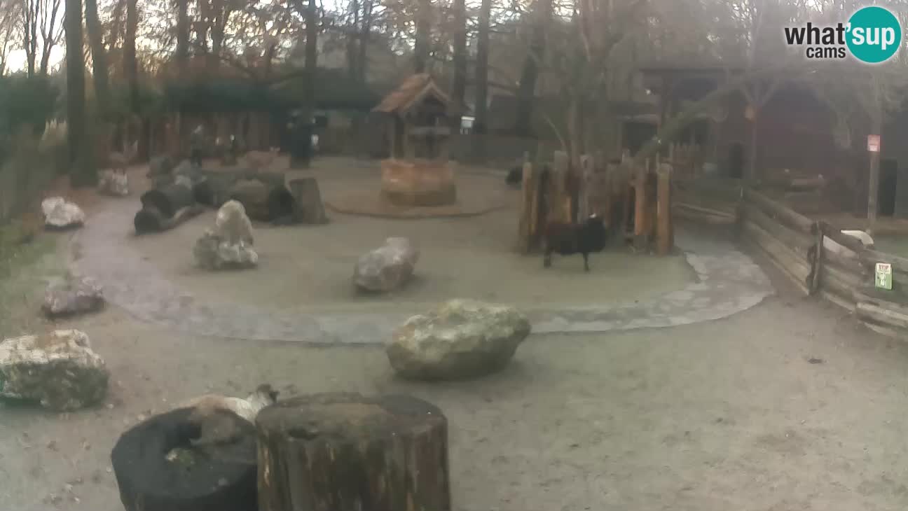 Zoo Zagreb – Rjava kapucinka