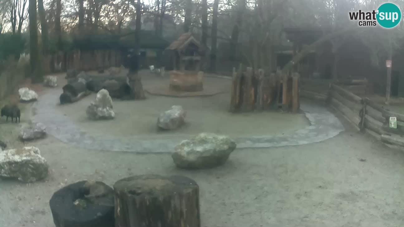 Zoo Zagreb – Haubenkapuziner