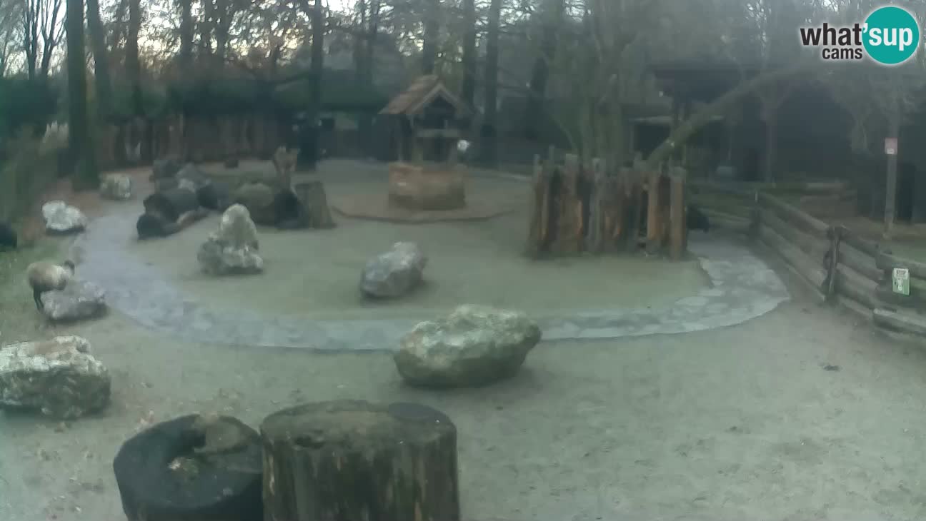 Zoo Zagreb – Haubenkapuziner