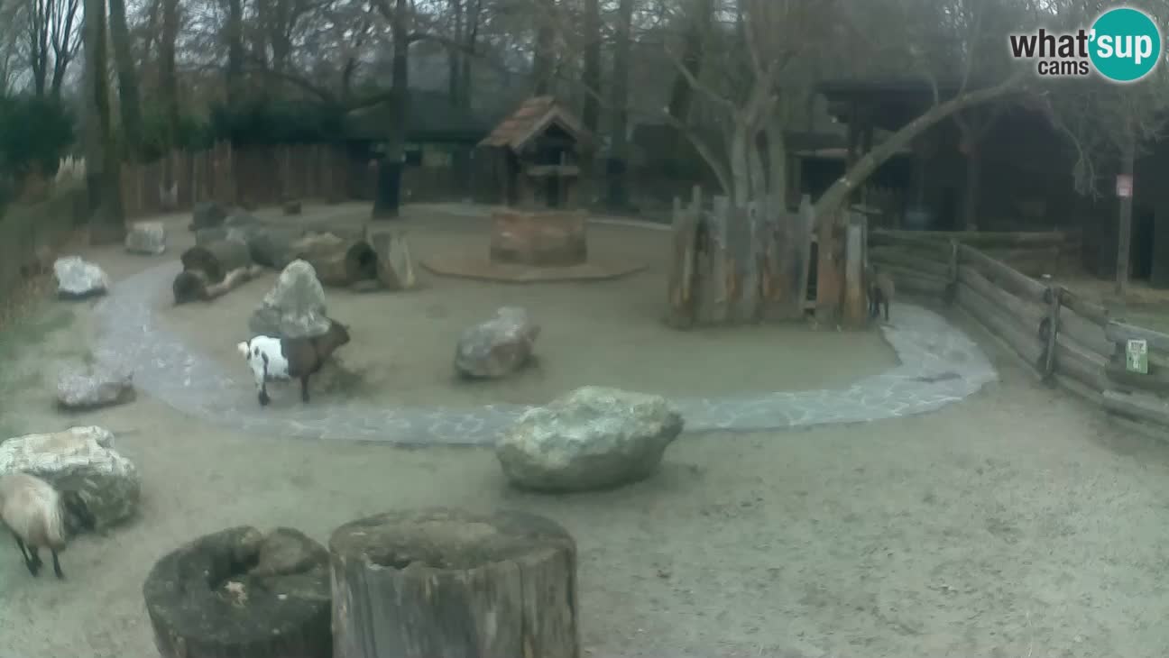 Zoo Zagreb – Haubenkapuziner