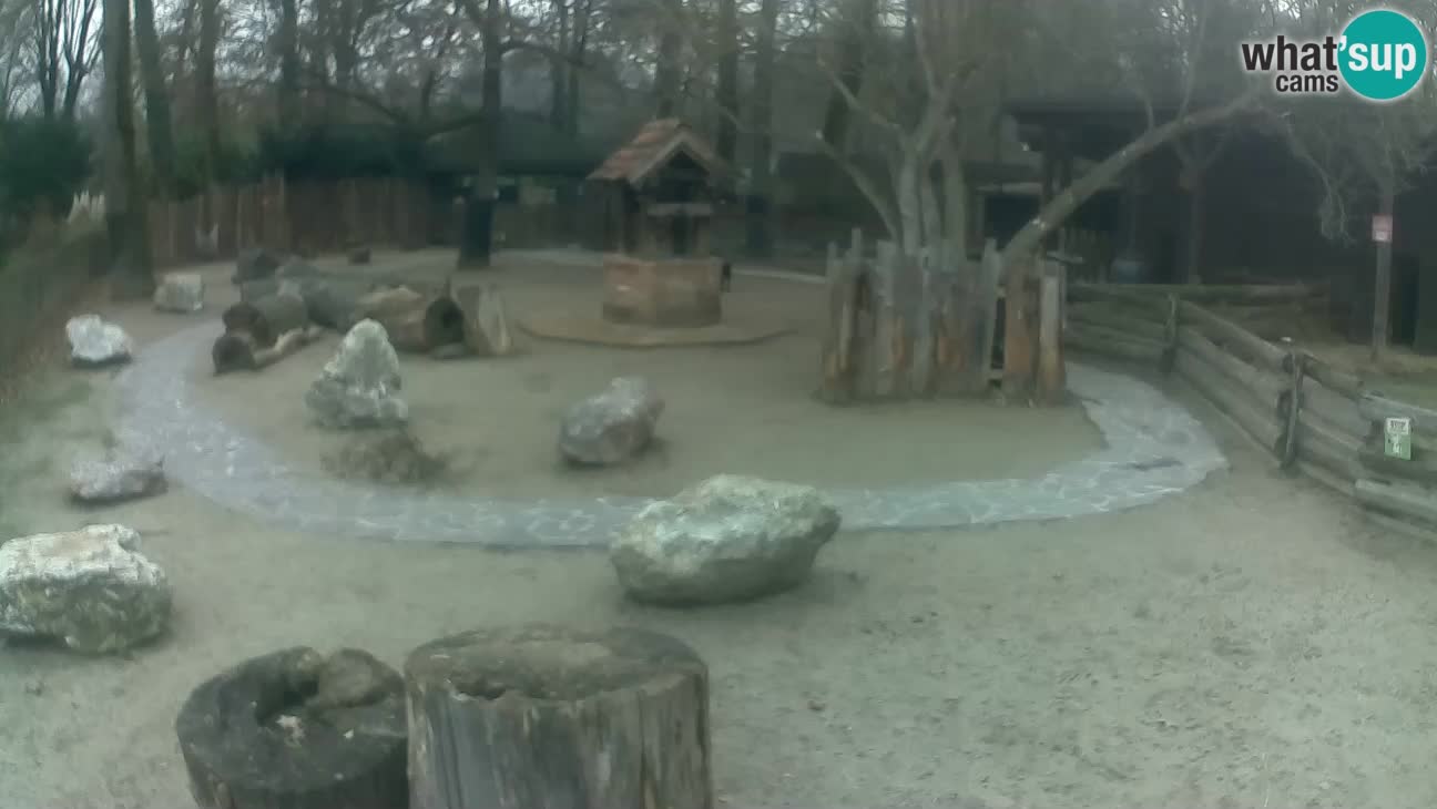 Zoo Zagreb – Haubenkapuziner