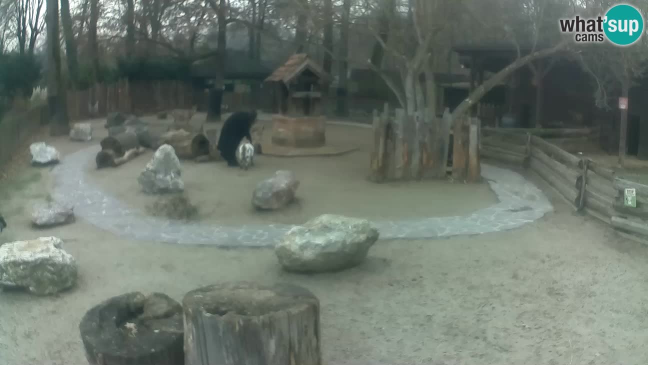 Zoo Zagreb – Rjava kapucinka