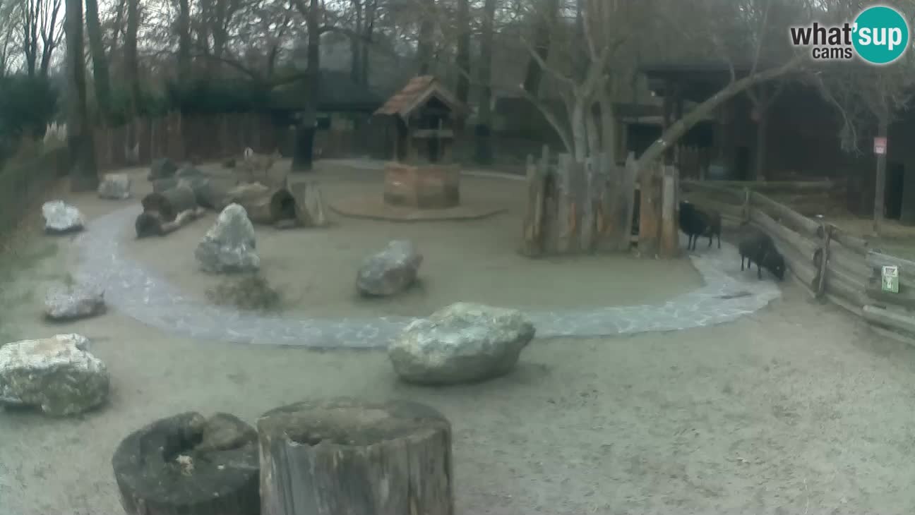 Zoo Zagreb – Haubenkapuziner