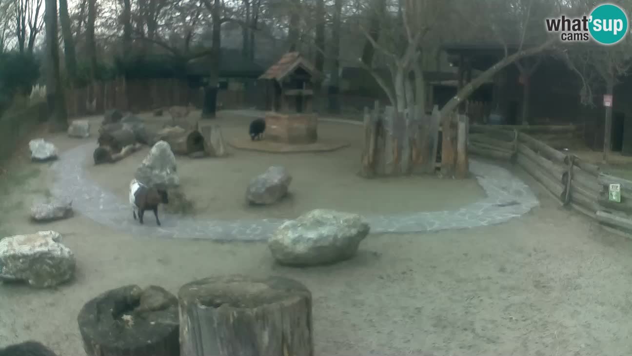 Zoo Zagreb – Rjava kapucinka