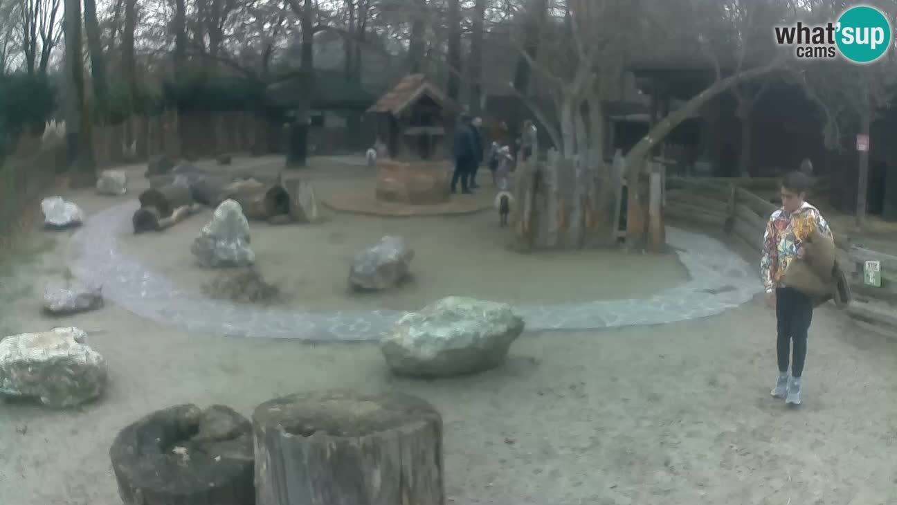 Zoo Zagreb – Haubenkapuziner