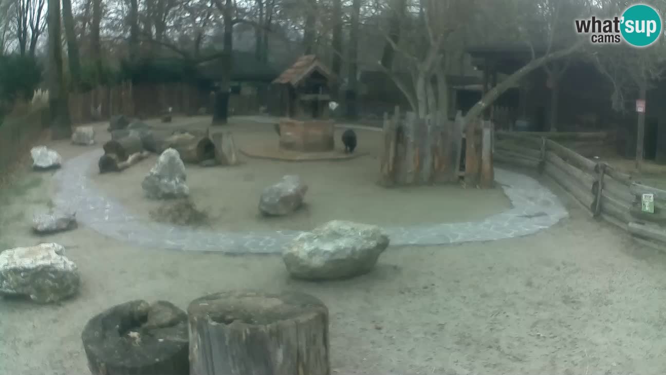 Zoo Zagreb – Haubenkapuziner