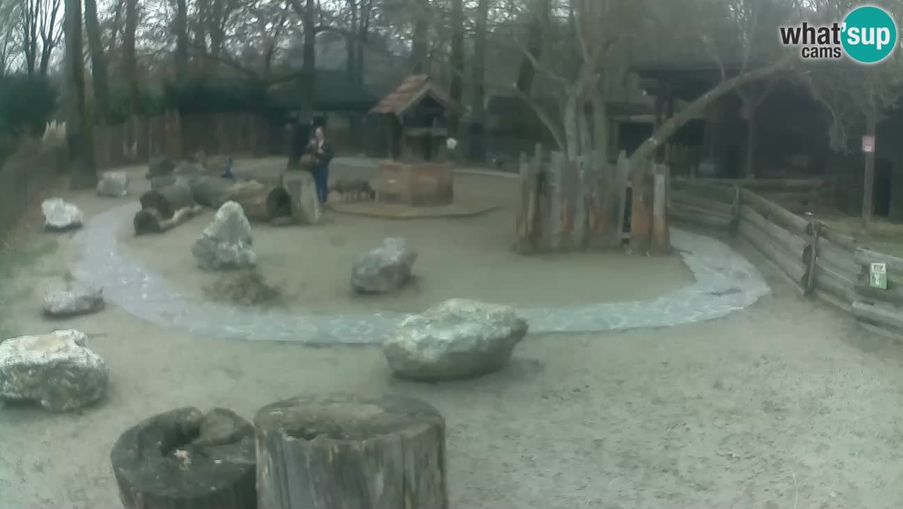 Zoo Zagreb – Rjava kapucinka