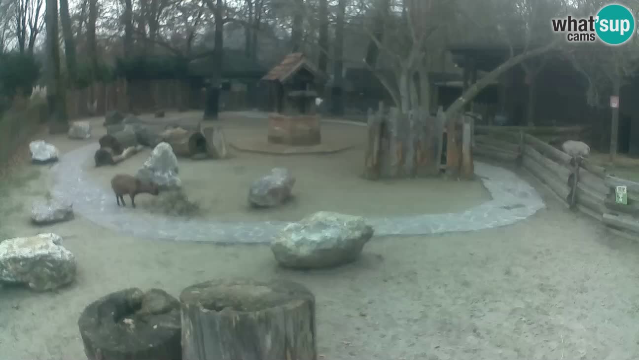 Zoo Zagreb –  Mono maicero