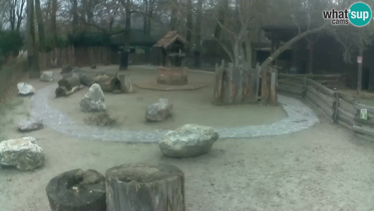 Zoo Zagreb – Rjava kapucinka