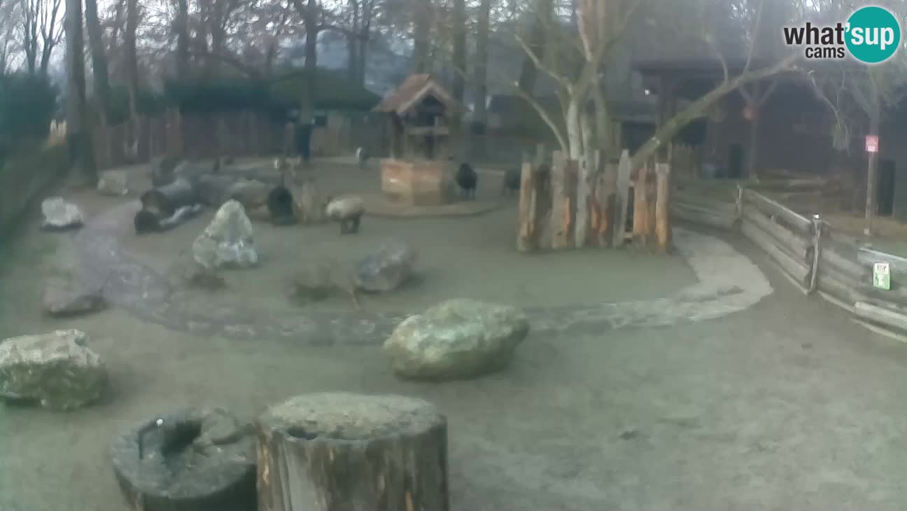 Zoo Zagreb – Rjava kapucinka