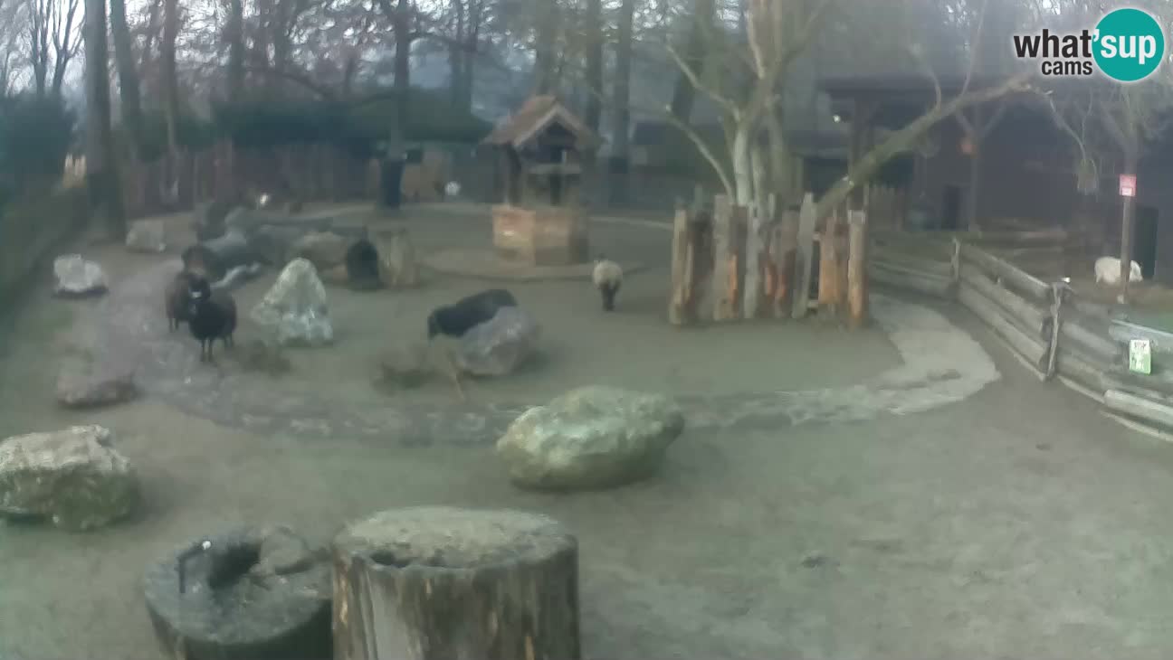 Zoo Zagreb – Brown Capuchin