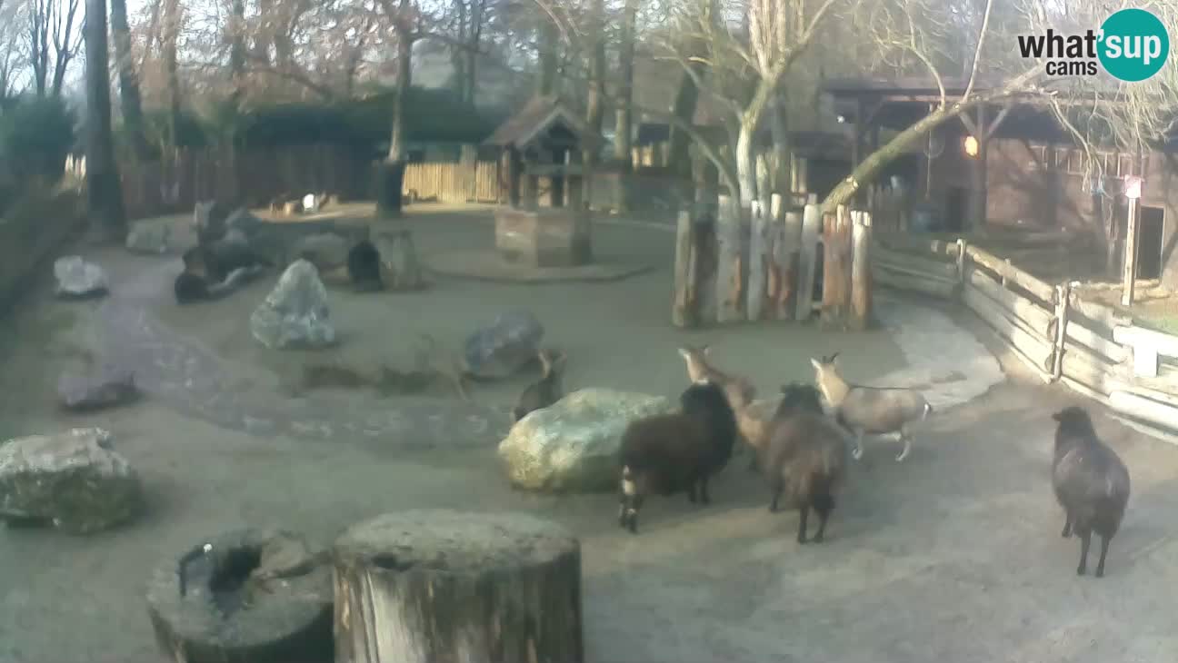 Zoo Zagreb – Rjava kapucinka