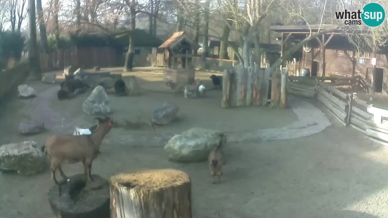 Zoo Zagreb – Rjava kapucinka