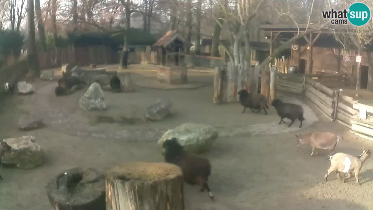 Zoo Zagreb – Rjava kapucinka