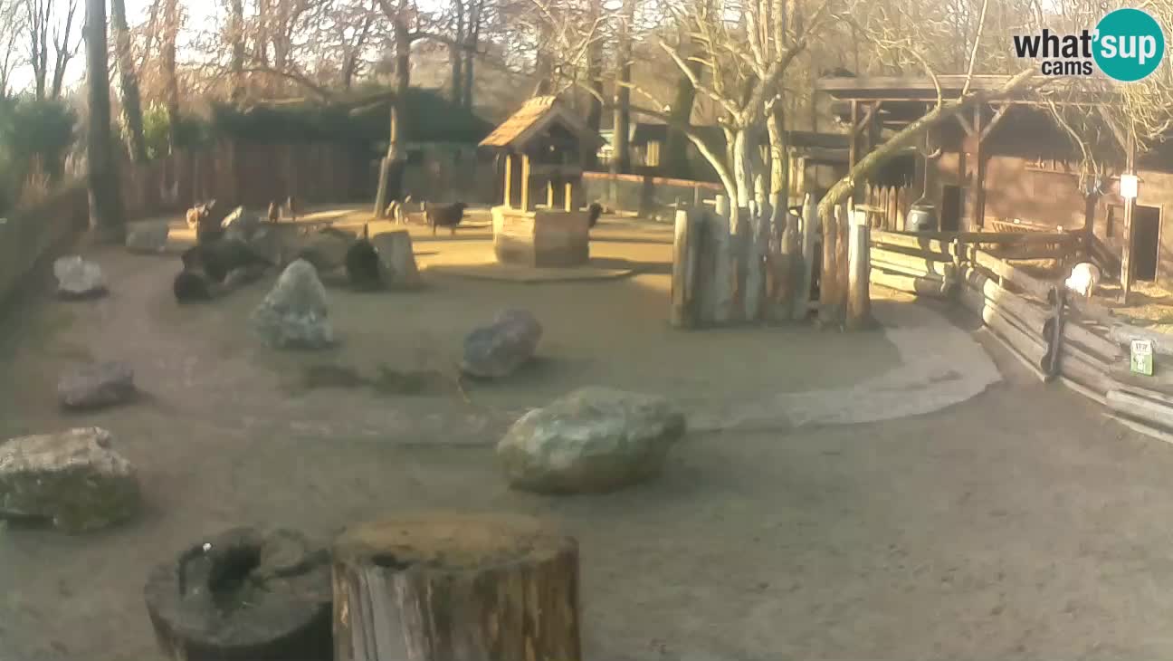 Zoo Zagreb –  Mono maicero