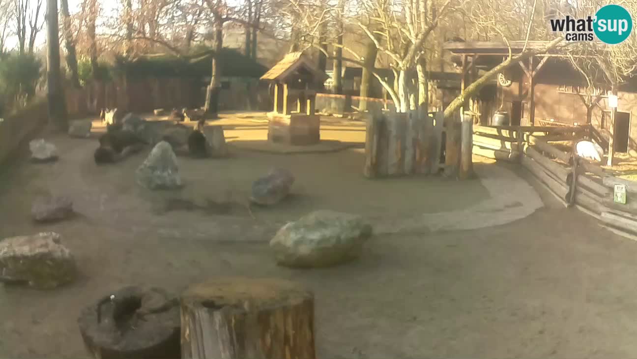 Zoo Zagreb – Rjava kapucinka