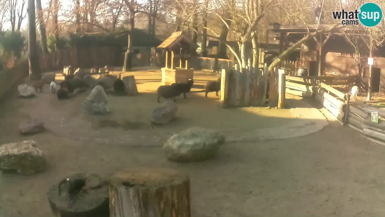 Zoo Zagreb – Rjava kapucinka