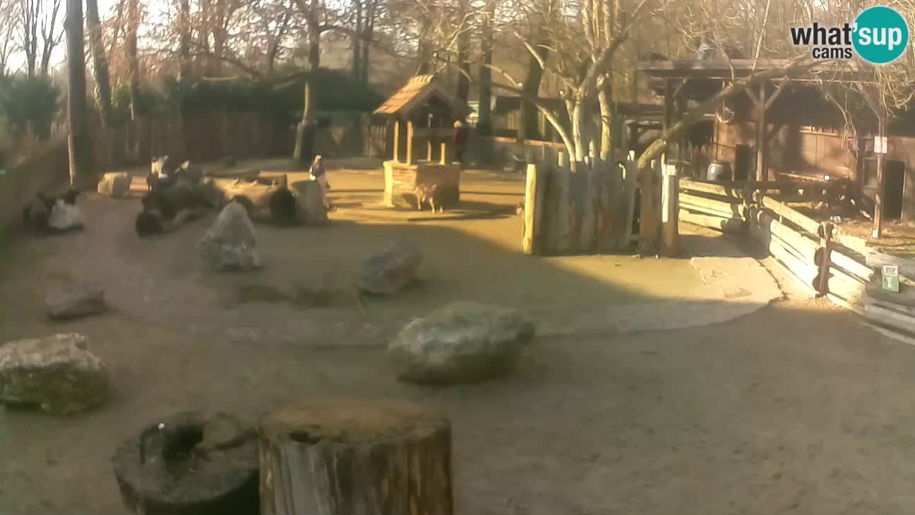 Zoo Zagreb –  Mono maicero