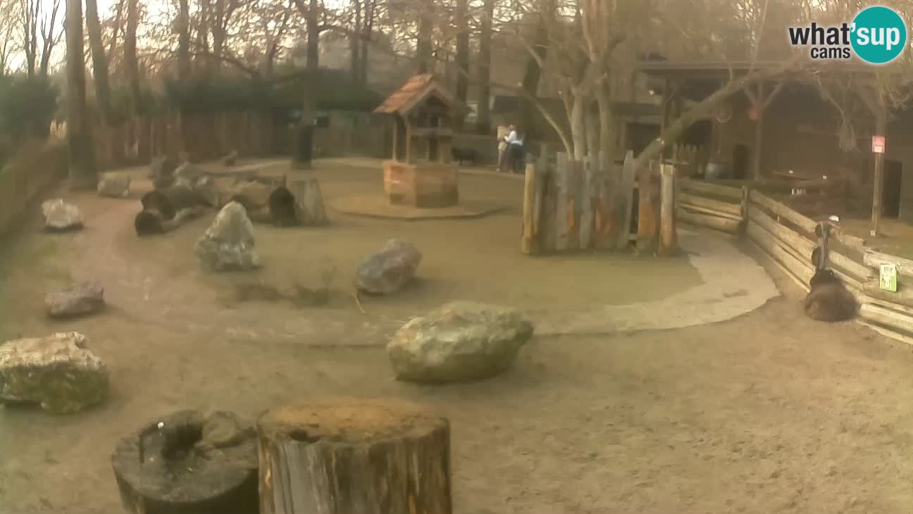 Zoo Zagreb – Rjava kapucinka