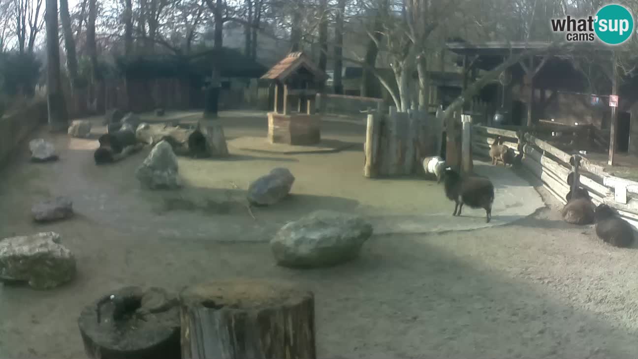 Zoo Zagreb – Cebo dai cornetti