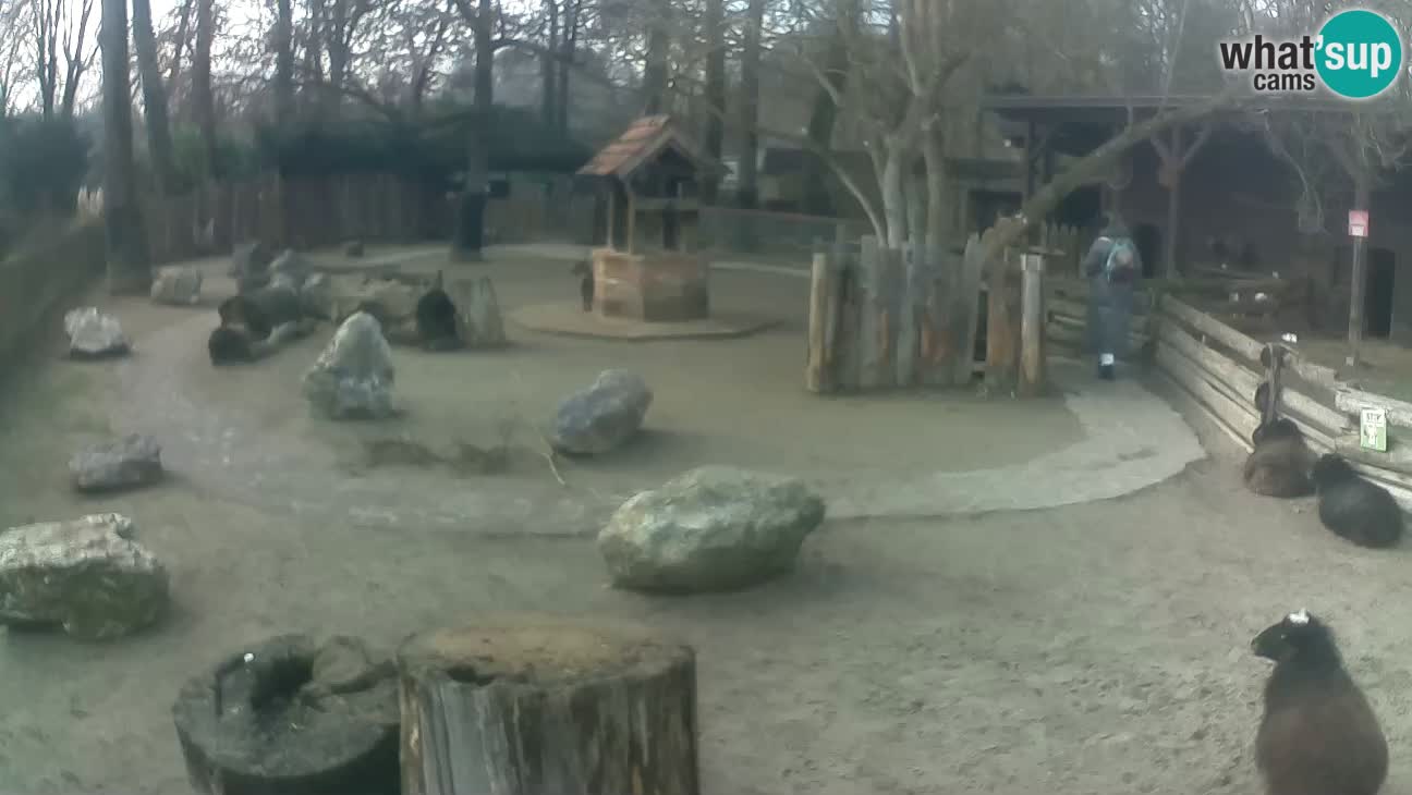 Zoo Zagreb – Haubenkapuziner