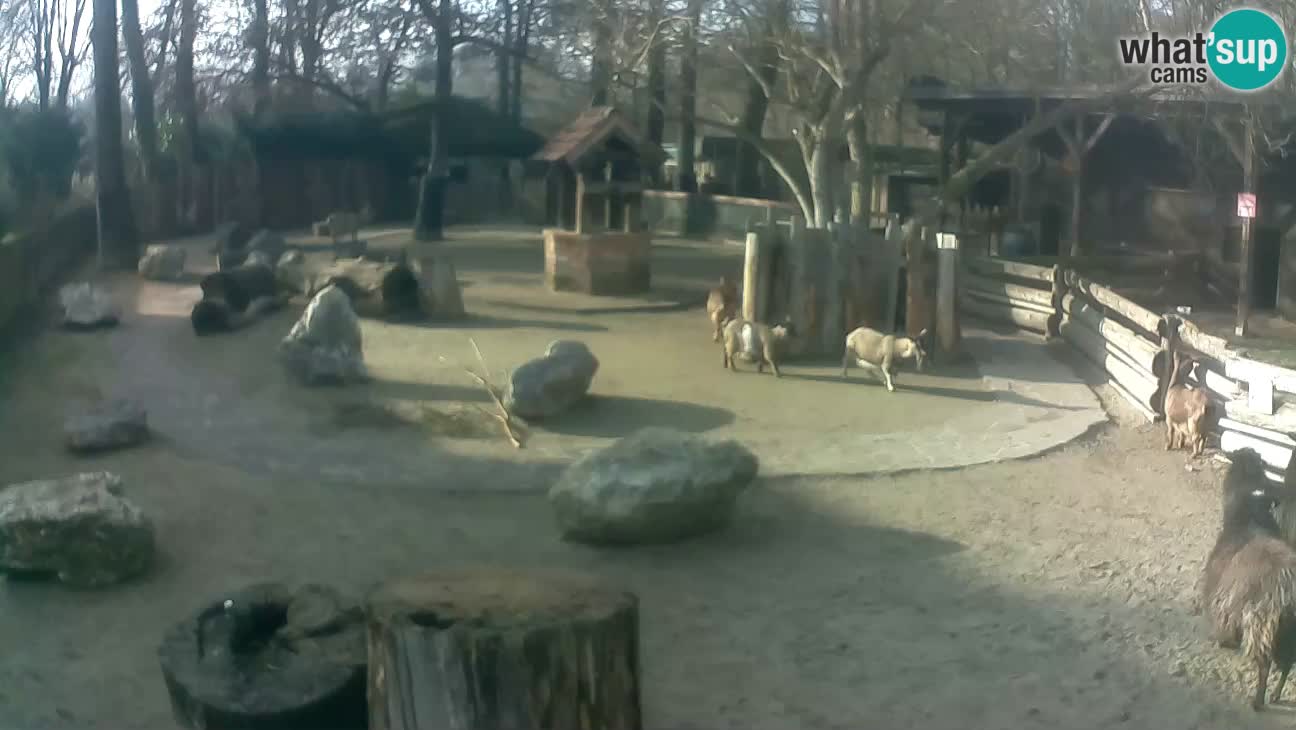 Zoo Zagreb –  Mono maicero