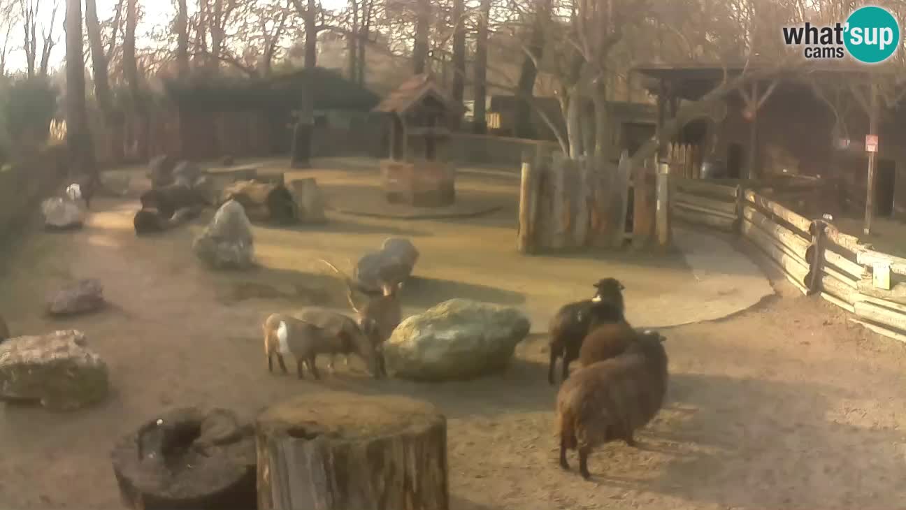 Zoo Zagreb – Rjava kapucinka