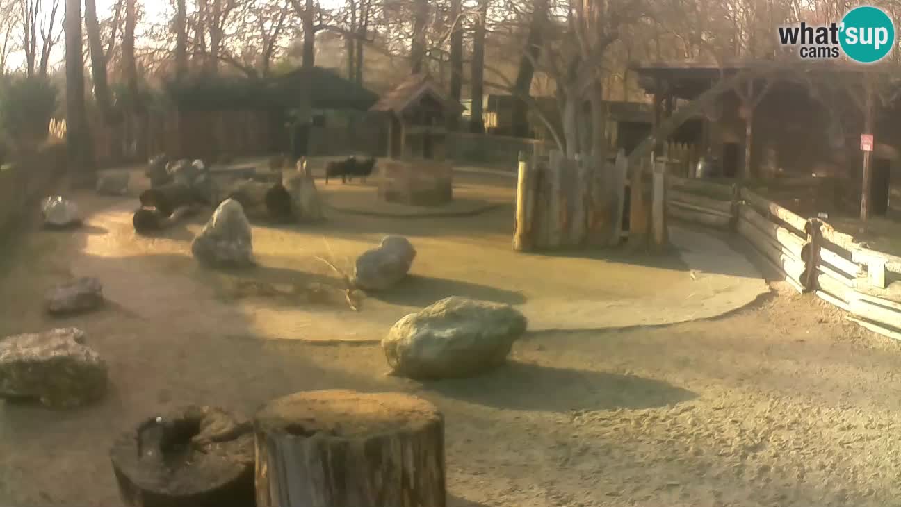 Zoo Zagreb –  Mono maicero