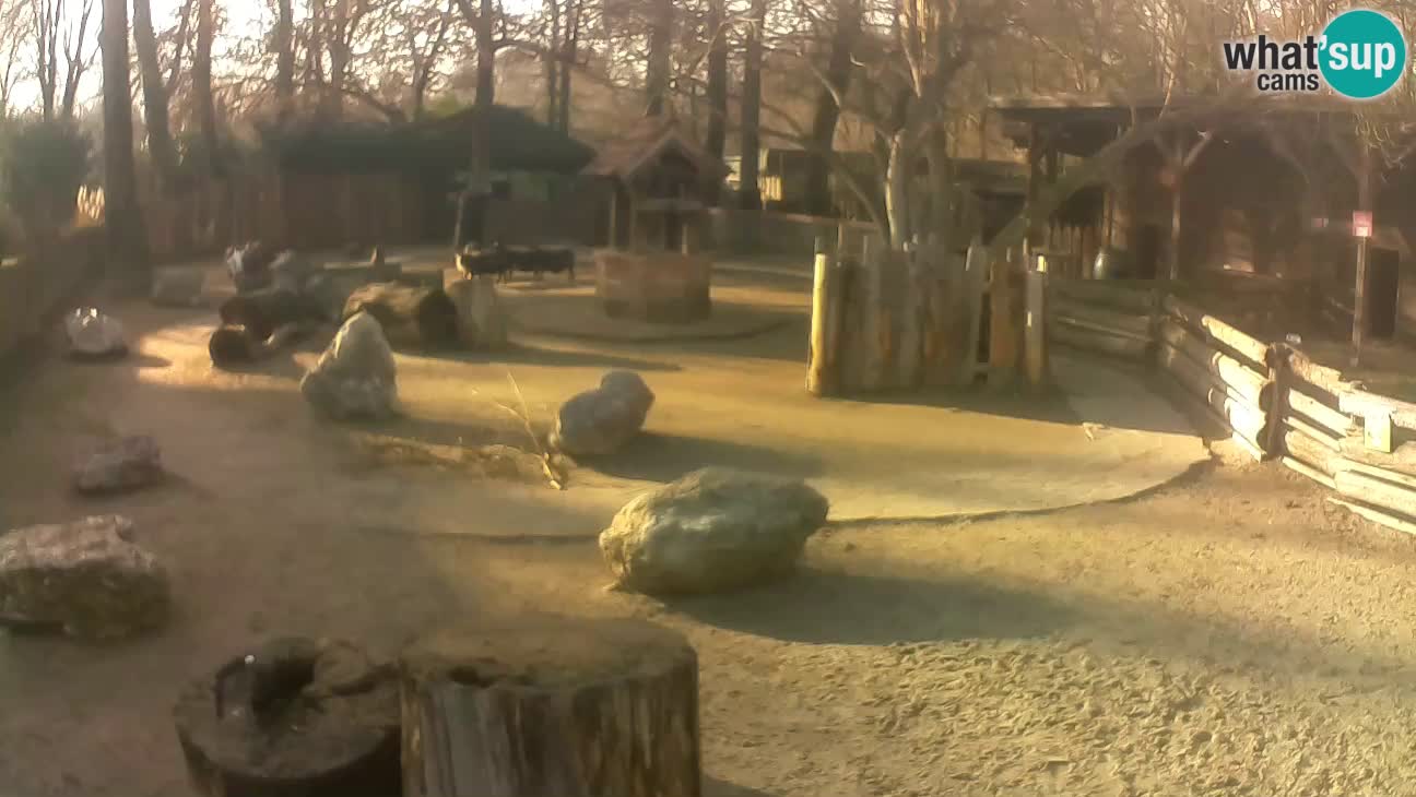 Zoo Zagreb – Cebo dai cornetti