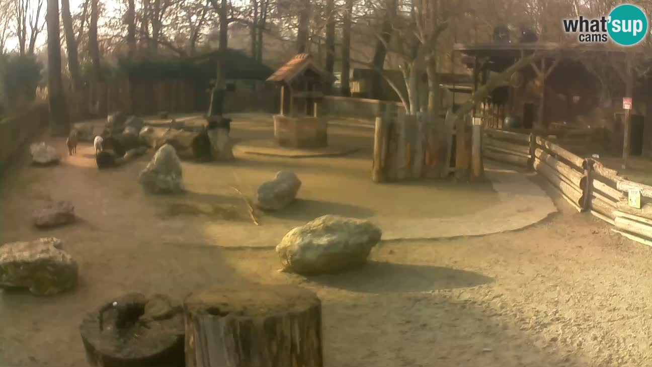 Zoo Zagreb – Rjava kapucinka