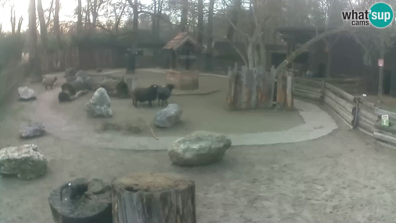 Zoo Zagreb – Cebo dai cornetti