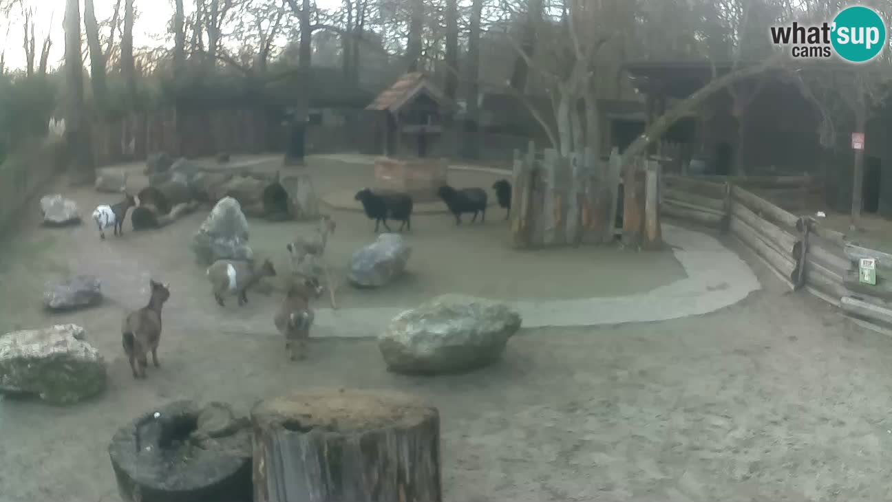 Zoo Zagreb – Cebo dai cornetti