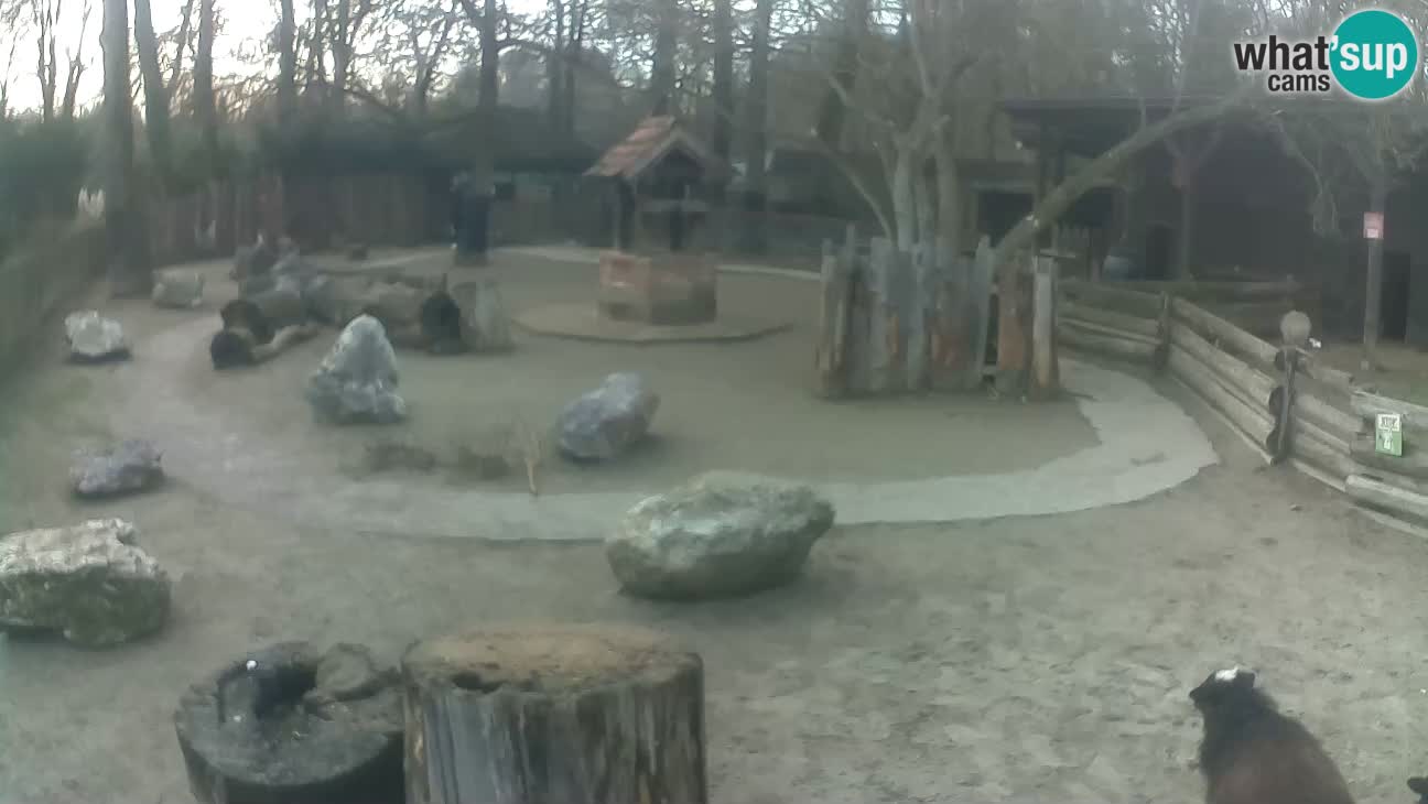 Zoo Zagreb – Haubenkapuziner