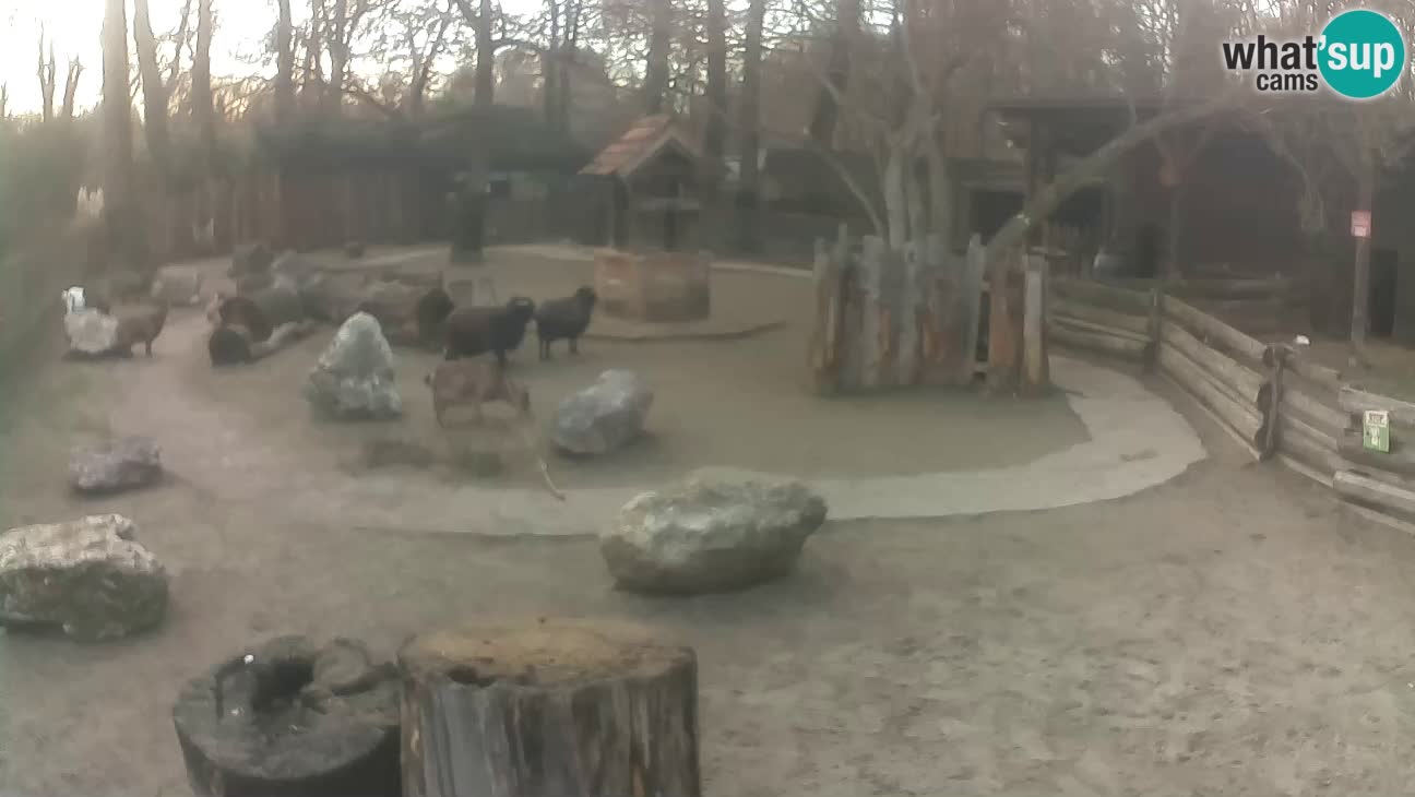 Zoo Zagreb –  Mono maicero