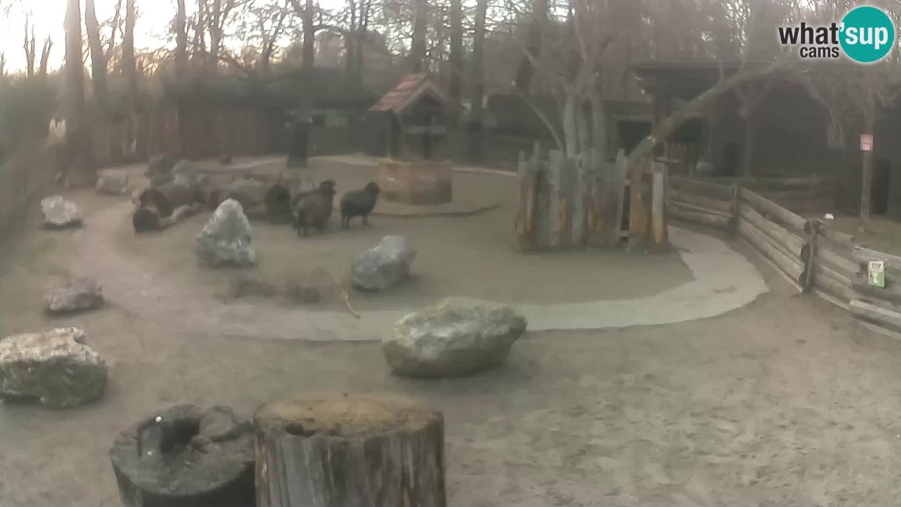 Zoo Zagreb – Cebo dai cornetti