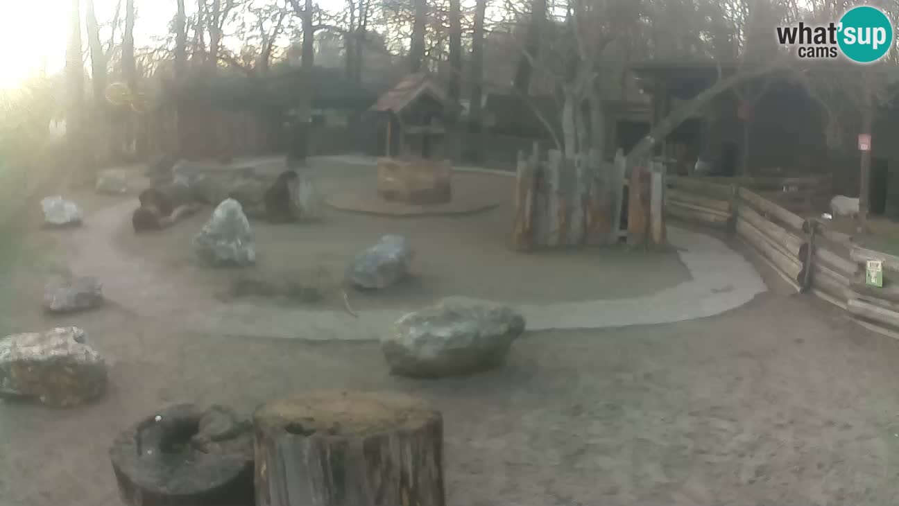 Zoo Zagreb – Rjava kapucinka