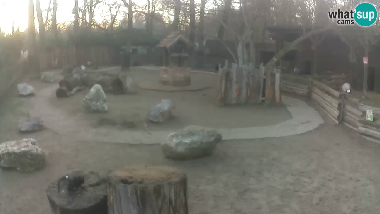 Zoo Zagreb – Rjava kapucinka