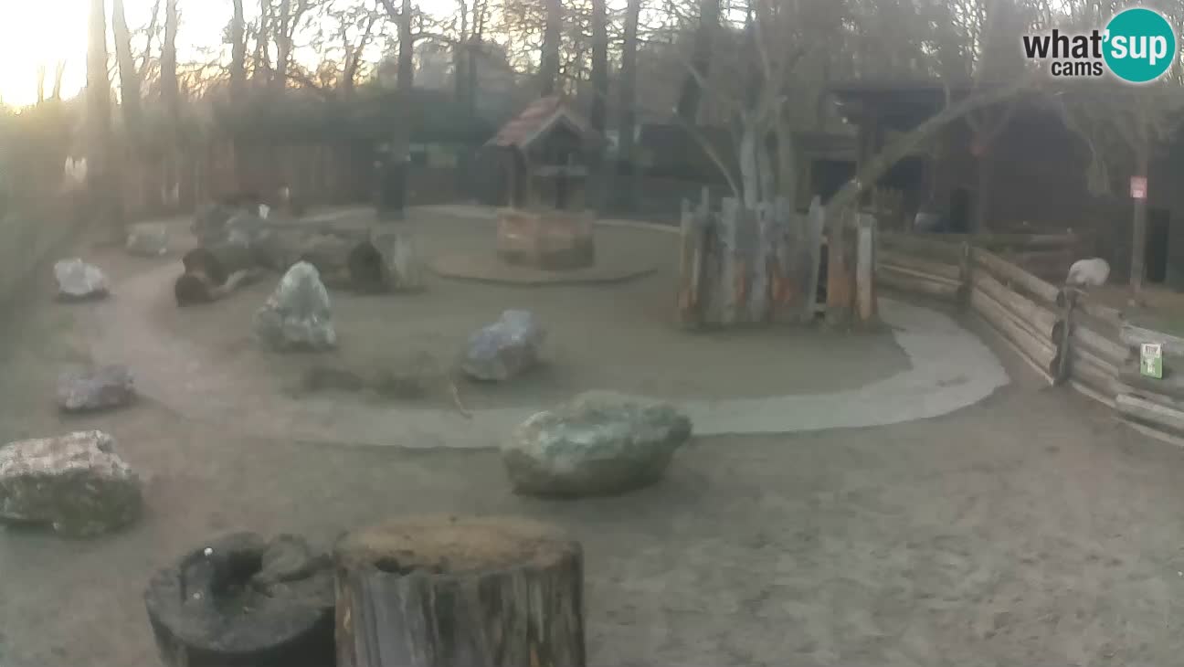 Zoo Zagreb – Haubenkapuziner