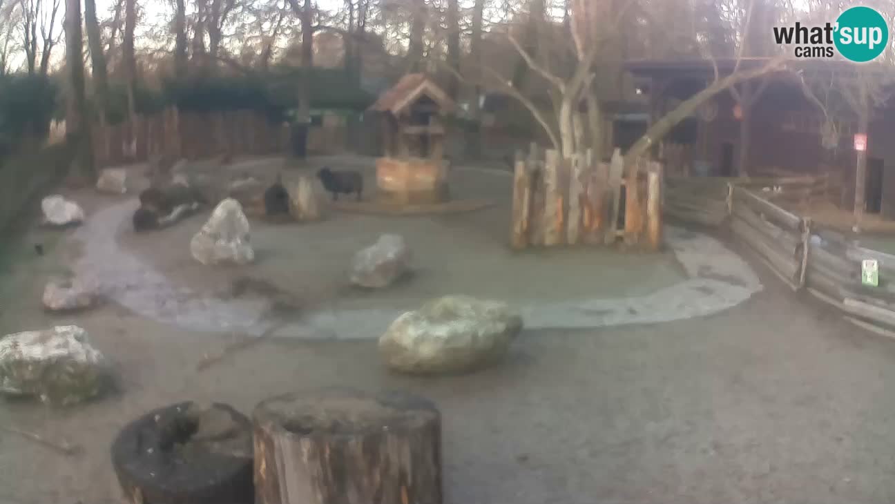 Zoo Zagreb –  Mono maicero