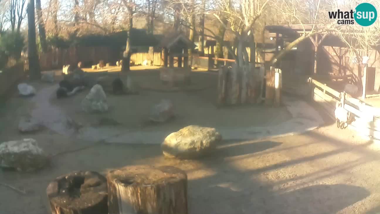 Zoo Zagreb –  Mono maicero