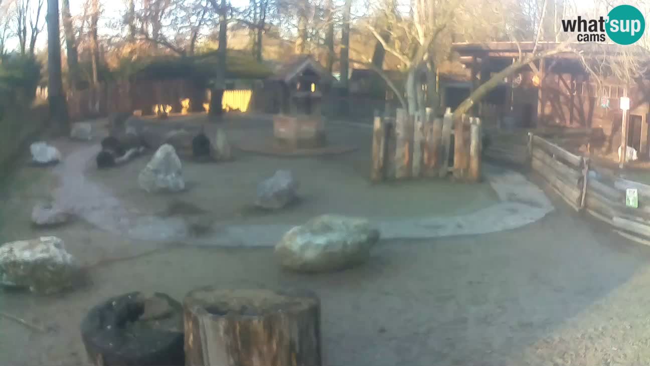 Zoo Zagreb – Haubenkapuziner