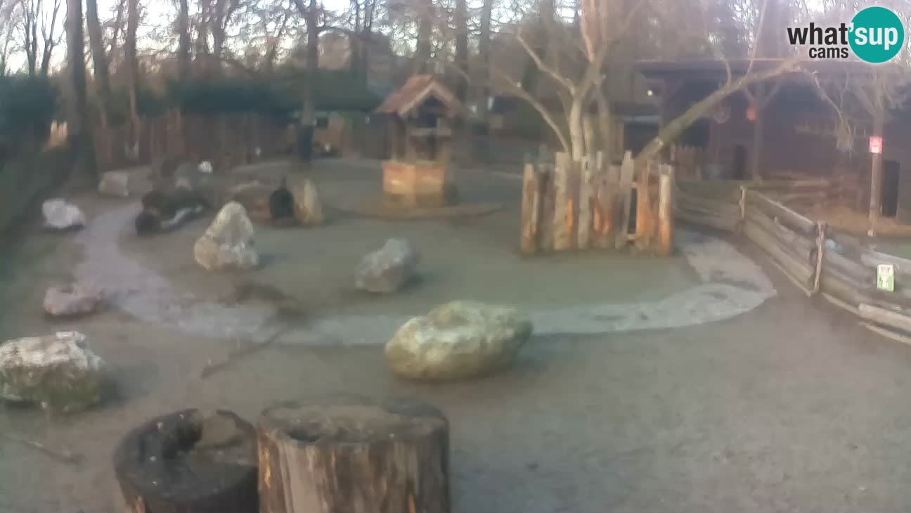 Zoo Zagreb – Rjava kapucinka