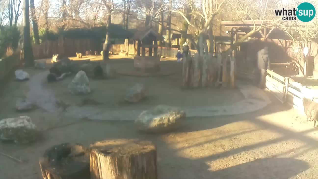 Zoo Zagreb – Rjava kapucinka